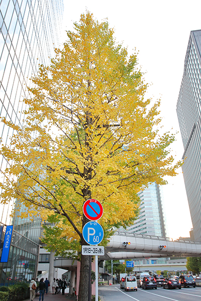 (仮称)銀座7丁目昭和通り開発計画